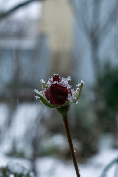 冰冻玫瑰花与雪在冬天。