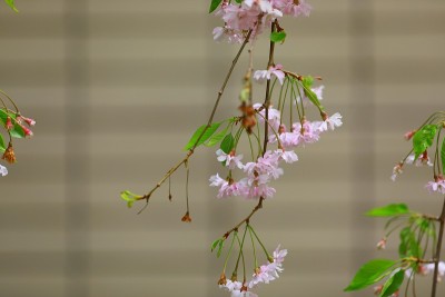 日本垂泪樱桃树