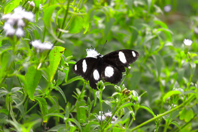 Eggfly蝴蝶