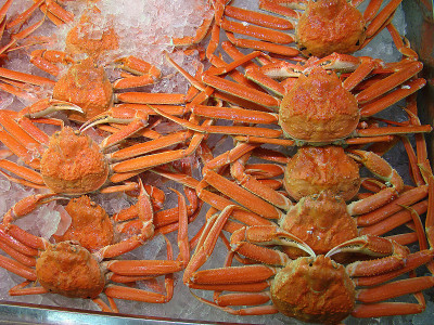 Paralithodes kamchatikus(帝王蟹)
