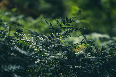 阳光照在欧薇属植物模糊的叶子上。