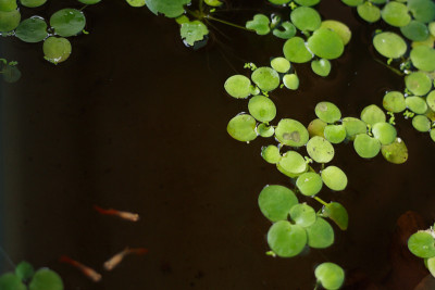水生植物