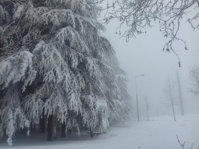被雪覆盖的树