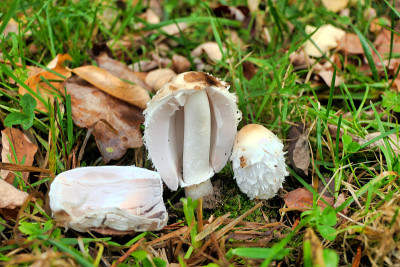 Coprinus comatus又名毛毛墨水帽蘑菇