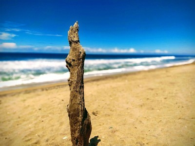 海滩上详细的原木视图