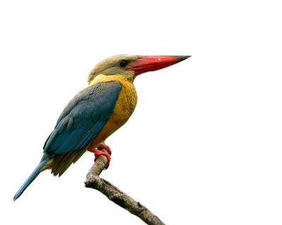 鹳嘴翠鸟(Pelargopsis capensis)奇异的黄色到棕色的鸟，蓝绿色的翅膀和大红色的喙栖