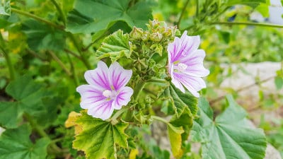 康沃尔锦葵或克里坦蜀葵