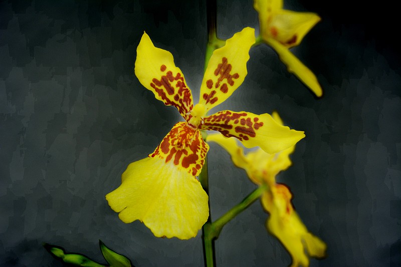 美丽的兰花金蝶兰属植物