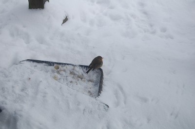 一只知更鸟坐在雪地里，看起来又小又孤单。
