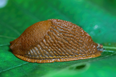 一个黏糊糊的湿蜗牛(arion rufus)在有呼吸孔的绿叶上的特写