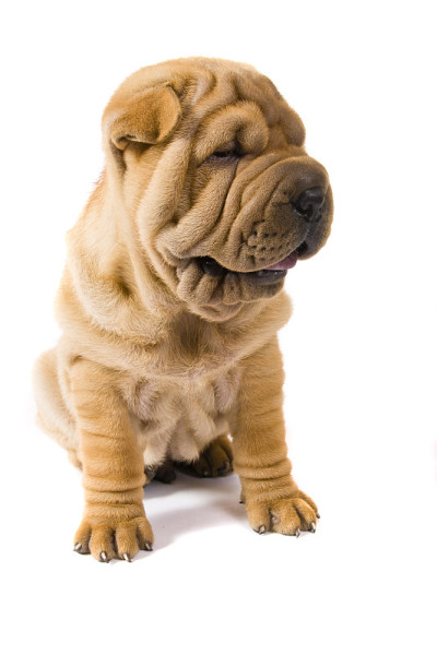 Sharpei狗