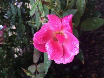 粉红色的花和雨
