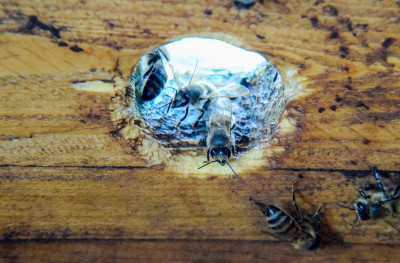 一个蜂巢，从里面看风景。bee-hut。蜜蜂。蜂房的入口。
