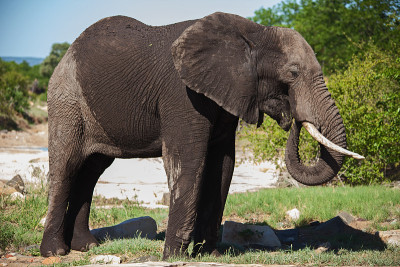 非洲象Loxodonta africana 13539