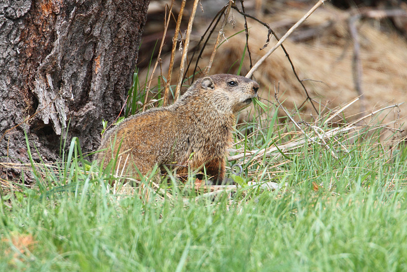 土拨鼠 (Marmota monax)