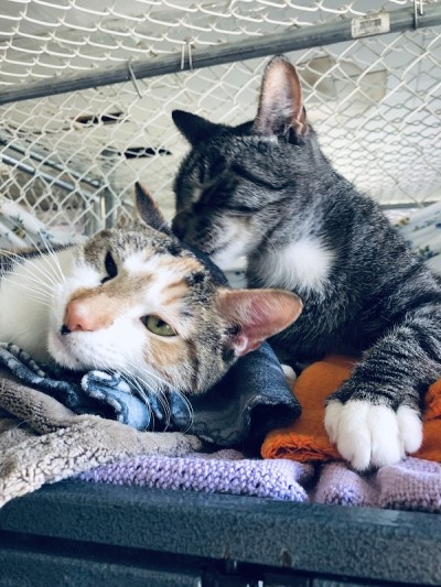两只猫在动物收容所