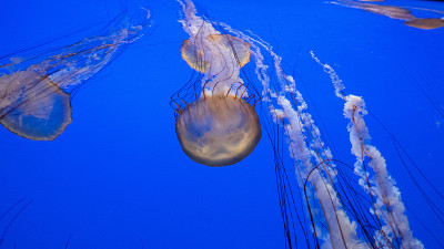 蒙特雷湾水族馆里美丽的水母