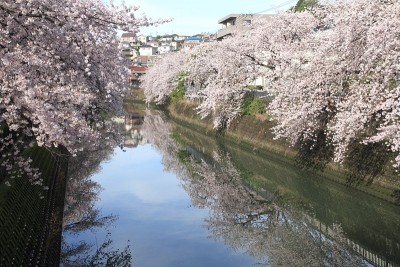 日本横滨大冈河边的一排樱花树