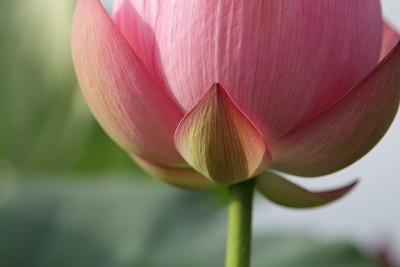 莲花
