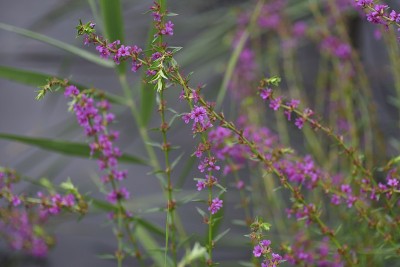 千屈菜的花。