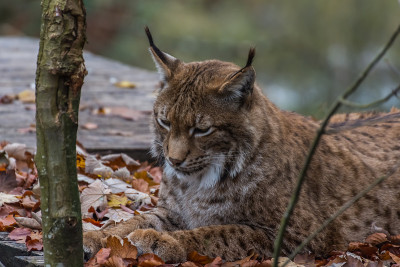 山猫躺在树叶中，看着地面