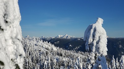 雪山和松树在滑雪胜地