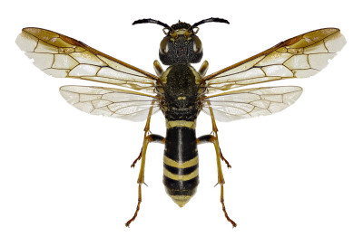 白色背景上的锯蝇- Tenthredo vespa (Retzius, 1783)