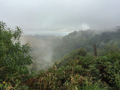 Otway Fog