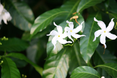 黑纱茉莉花