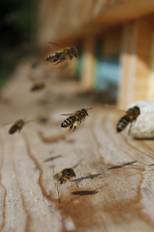 蜜蜂Apis mellifera carnica在甘蔗入口