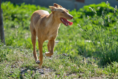 年轻的棕色安达卢西亚猎犬在田野中奔跑，猎狗追逐兔子，野兔，鹧鸪和木鸽