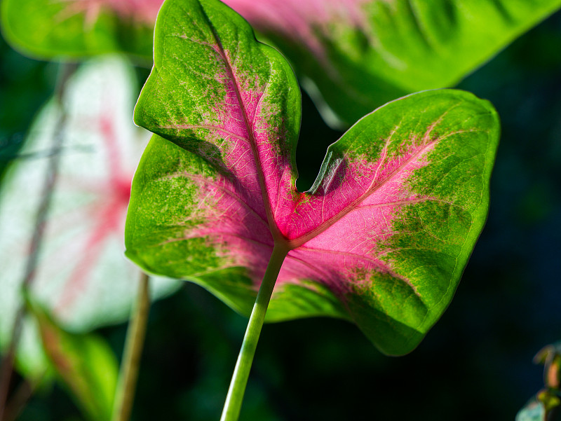 图案背面的花式叶Caladium