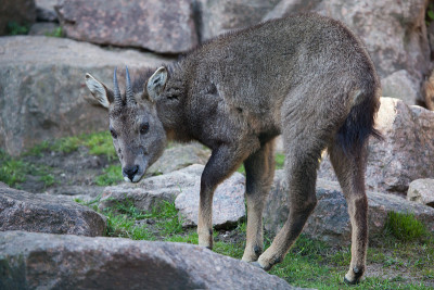中国羚羊(Nemorhaedus griseus)