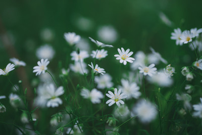 星林白花自然背景