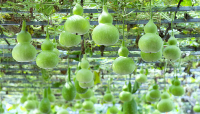 观赏葫芦农场正值收获季节