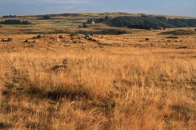 拉克斯公路上的奥布拉克奶牛(Lozère，法国)