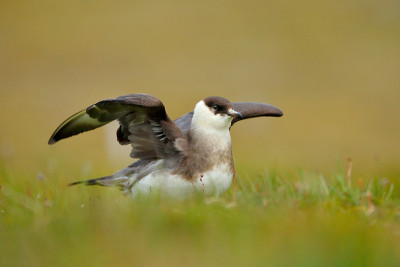 Skua in the grass with open wing, landing. Marine 
