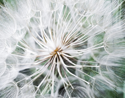 这就是我的企图Dandelion