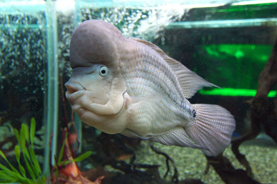 水族馆内的“颞横纹鱼”