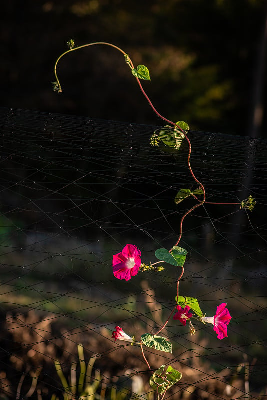 牵牛花