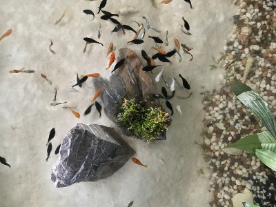 Fish Aquarium