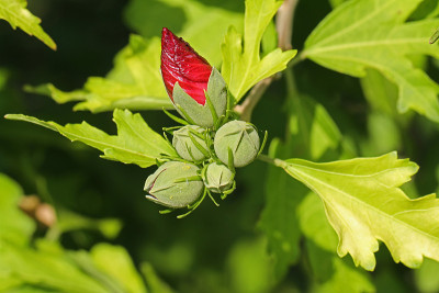 木槿花蕾特写锦葵木槿ibisco