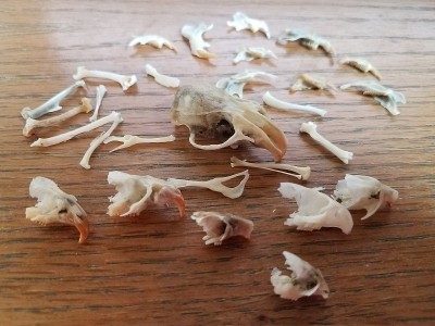 木桌上放着老鼠头骨和骨头