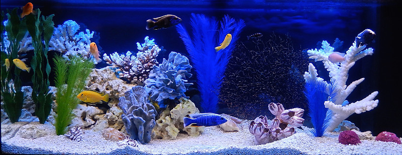 仿海设计的淡水水族馆。水景观和水设计。