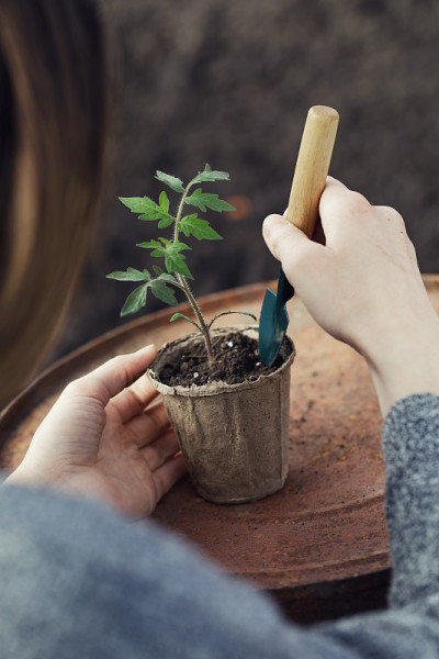 工作过程:准备番茄苗在地上种植