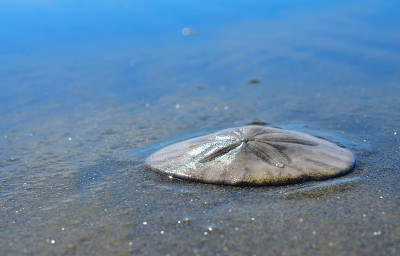 海洋海滩沙美元休息在海边