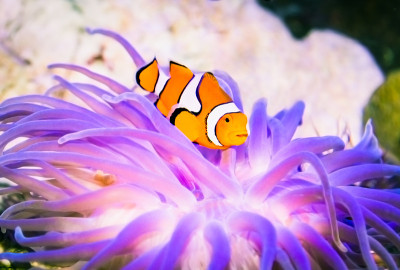 小丑鱼(尼莫)在海洋水族馆。