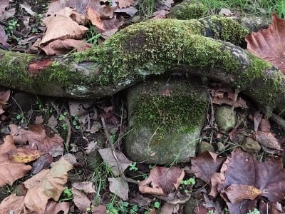 连根拔起的树的根