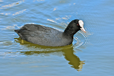欧亚Coot, Fulica atra