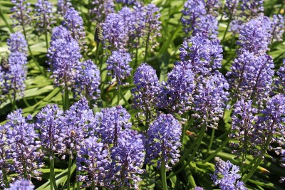 紫水晶草地Squill花- Scilla Litardierei